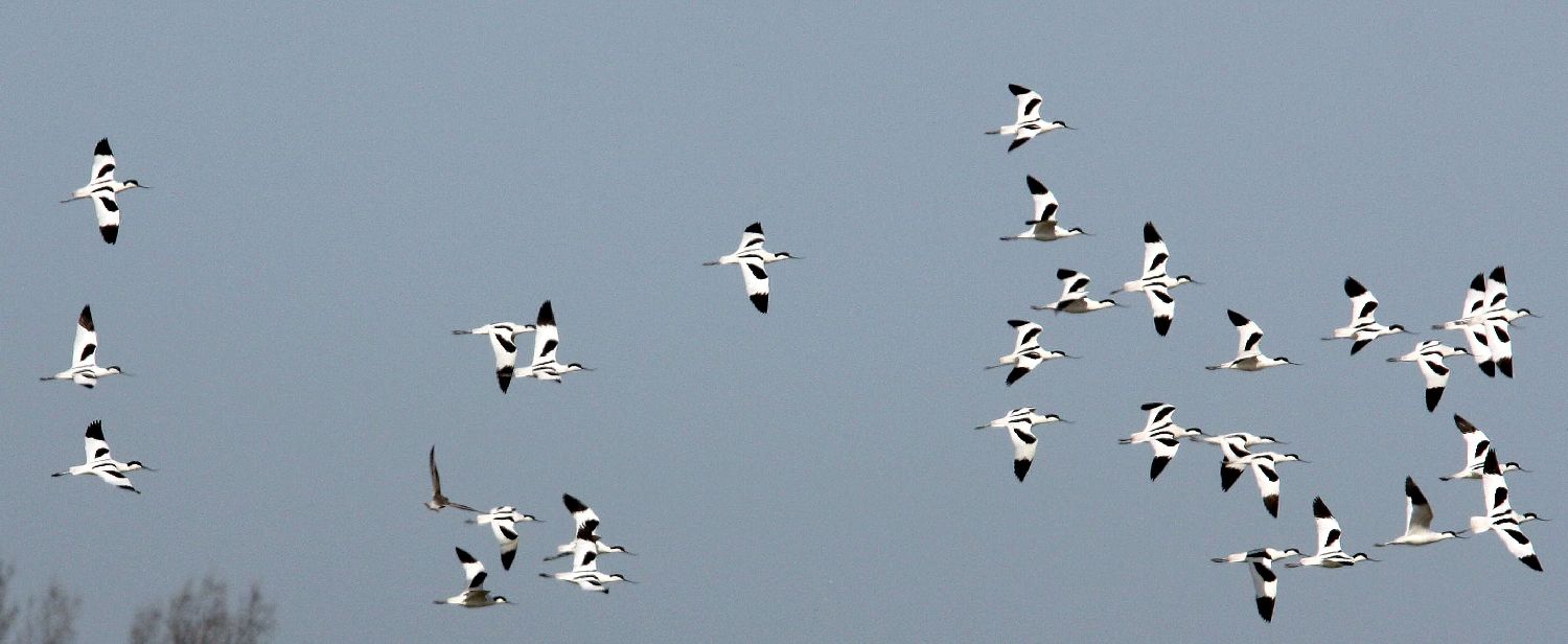 Säbelschnäbler auf Texel